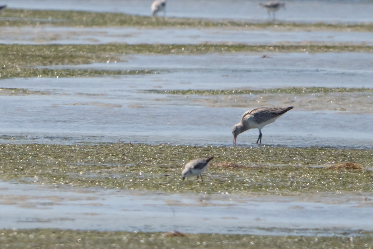 Bar-tailed Godwit - ML646030007