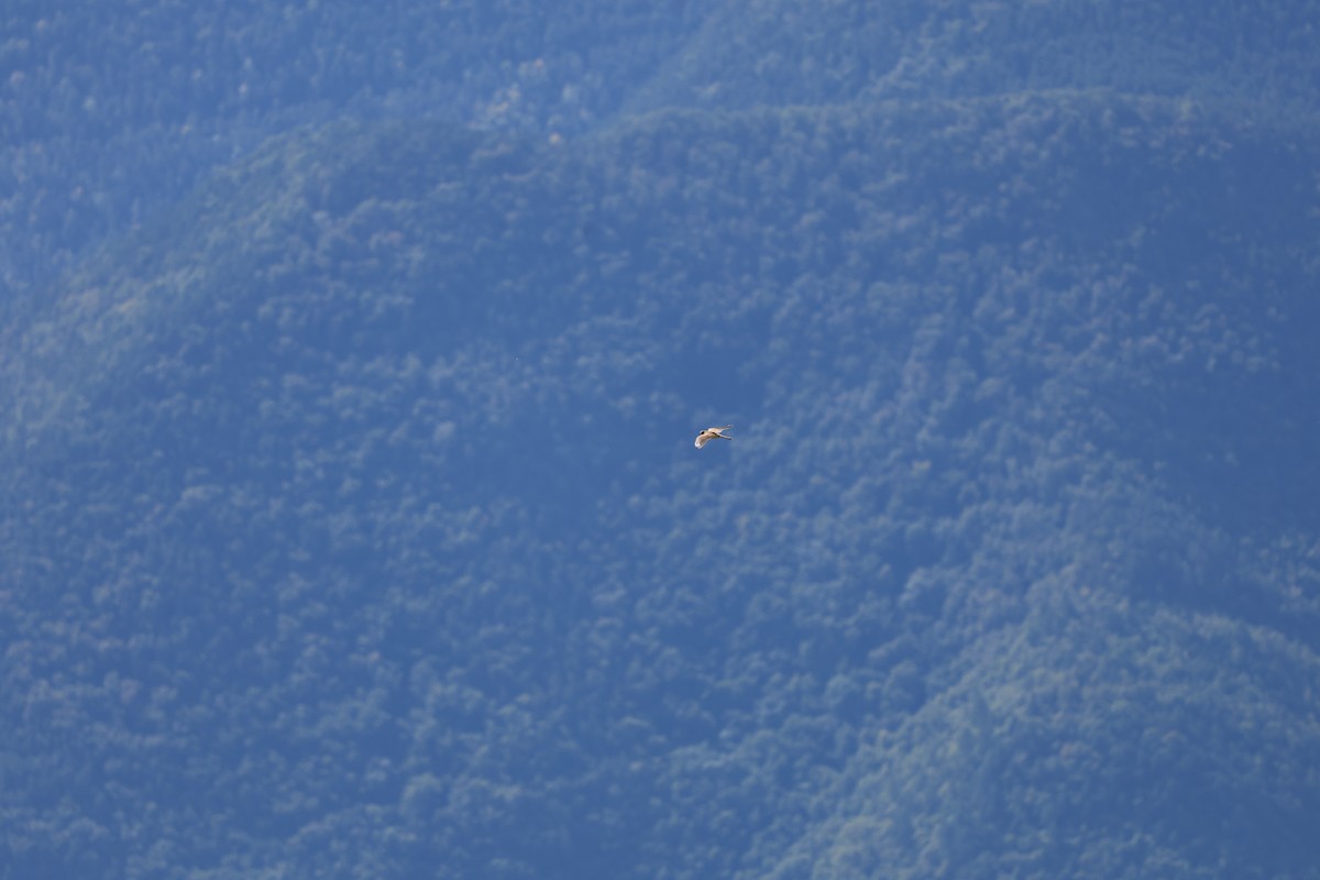 Eurasian Kestrel - ML646030010