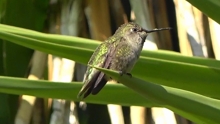 Anna's Hummingbird - ML646030011
