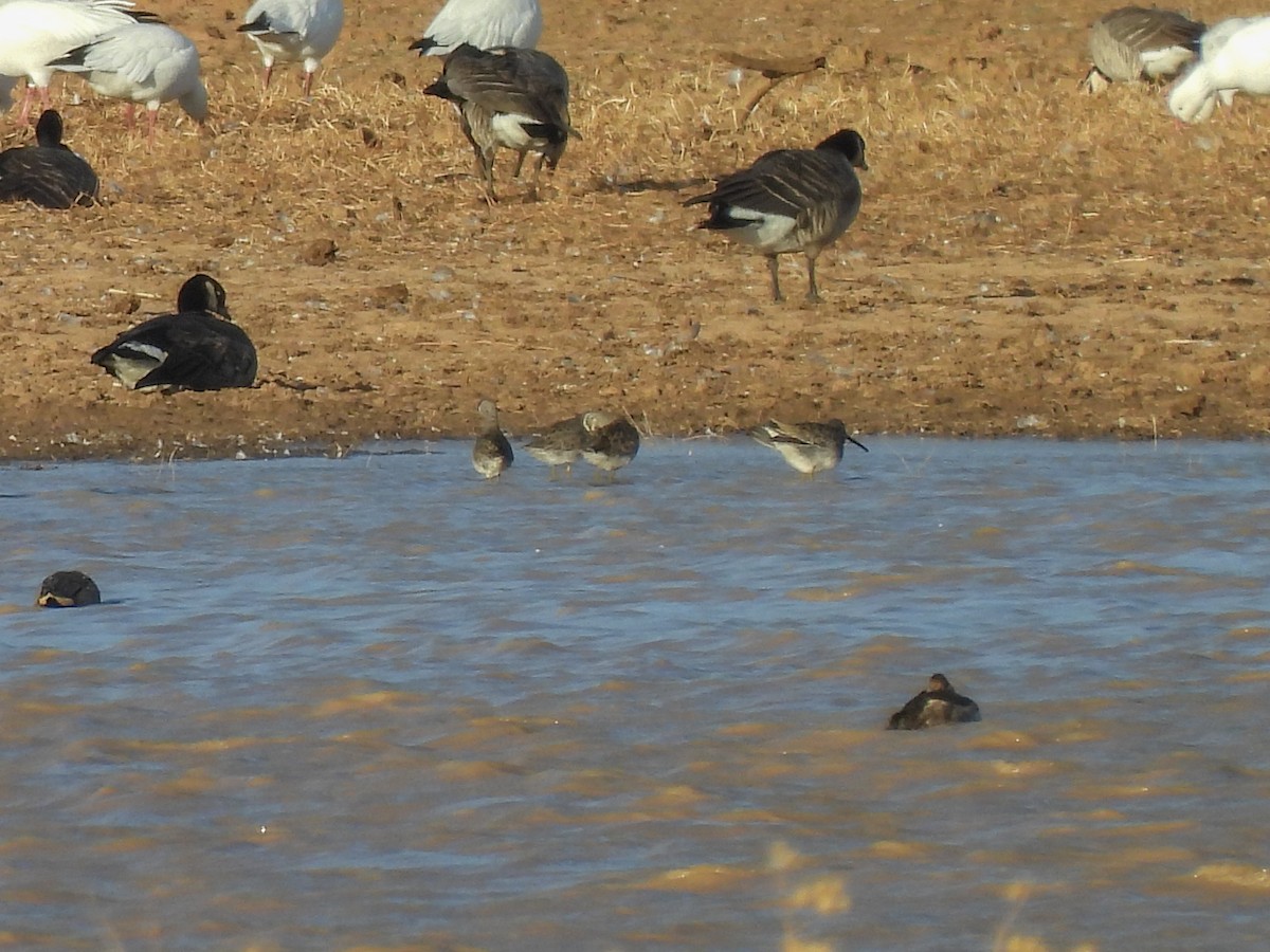 Long-billed Dowitcher - ML646030012