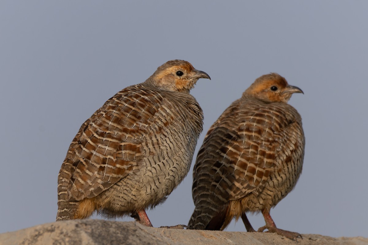 Gray Francolin - ML646030014