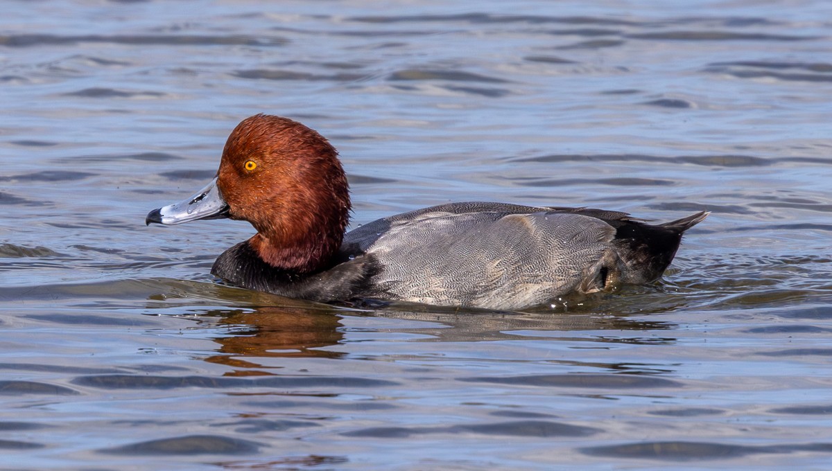 Redhead - ML646030015