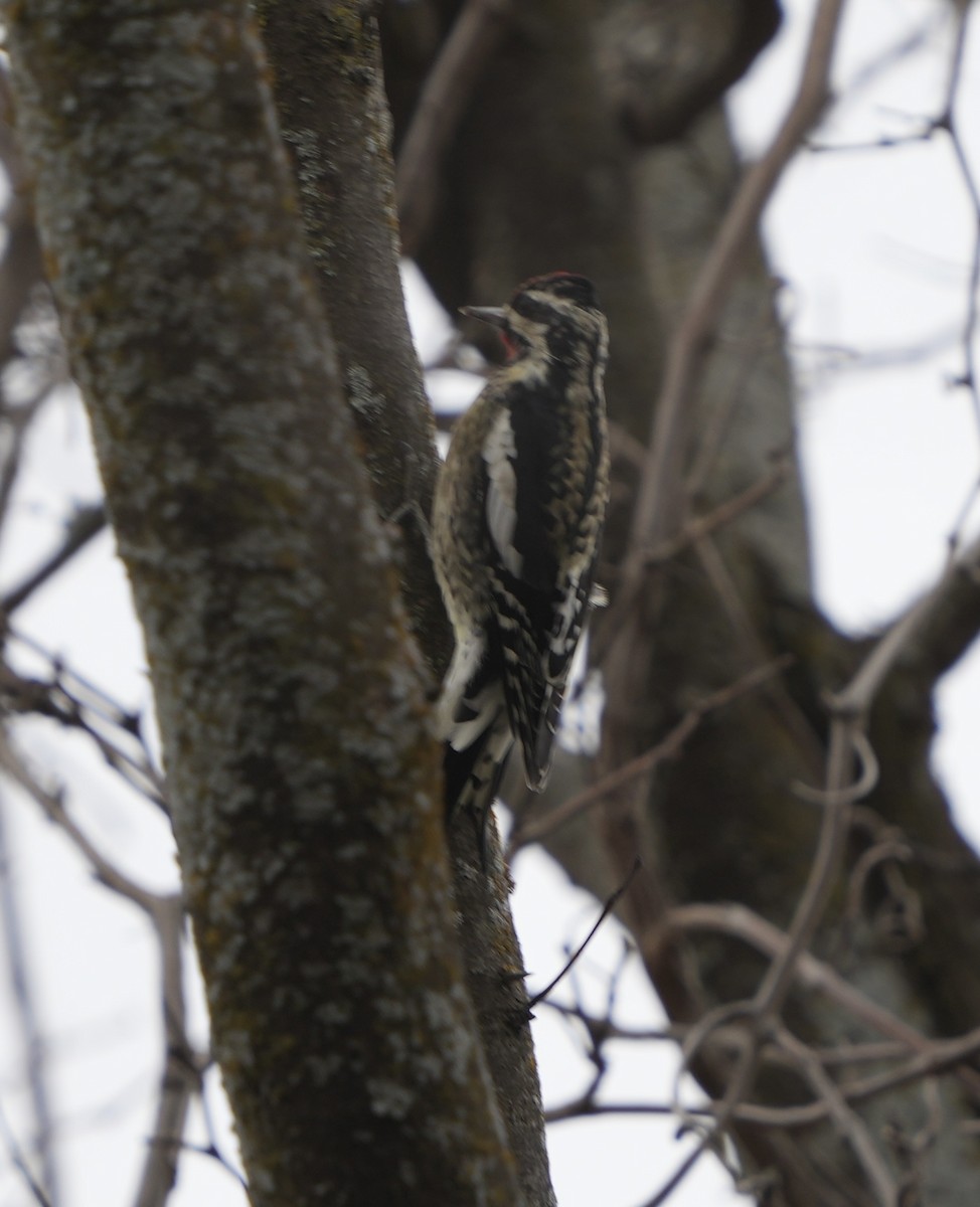 Дятел-смоктун жовточеревий - ML646030019