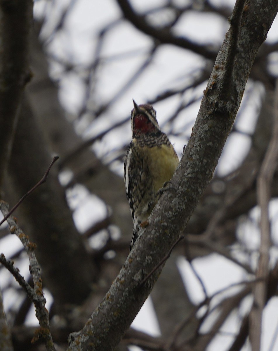 Дятел-смоктун жовточеревий - ML646030020