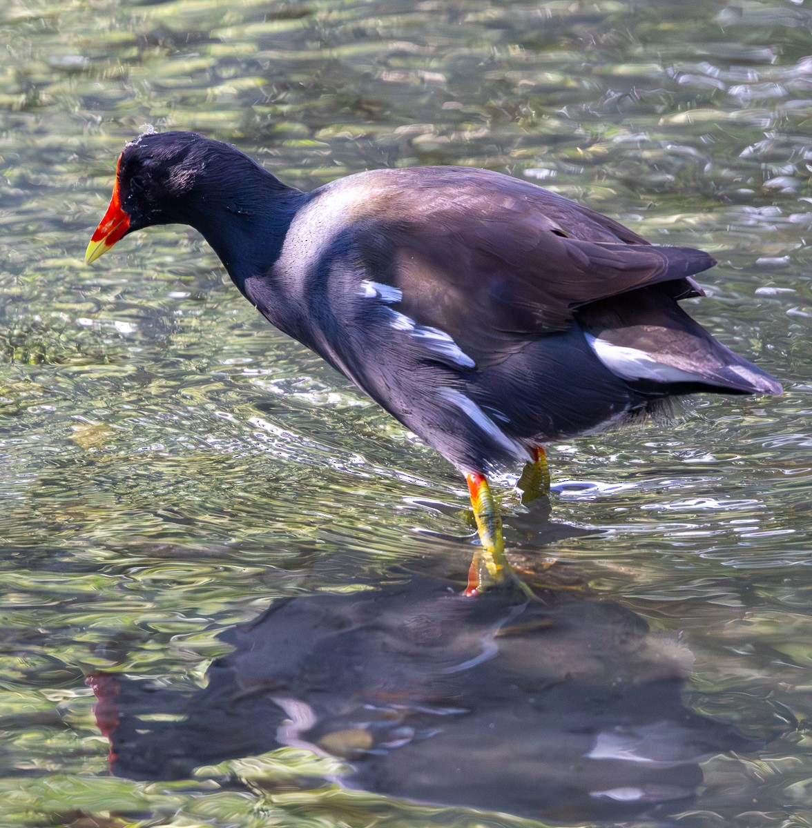 Common Gallinule - ML646030032