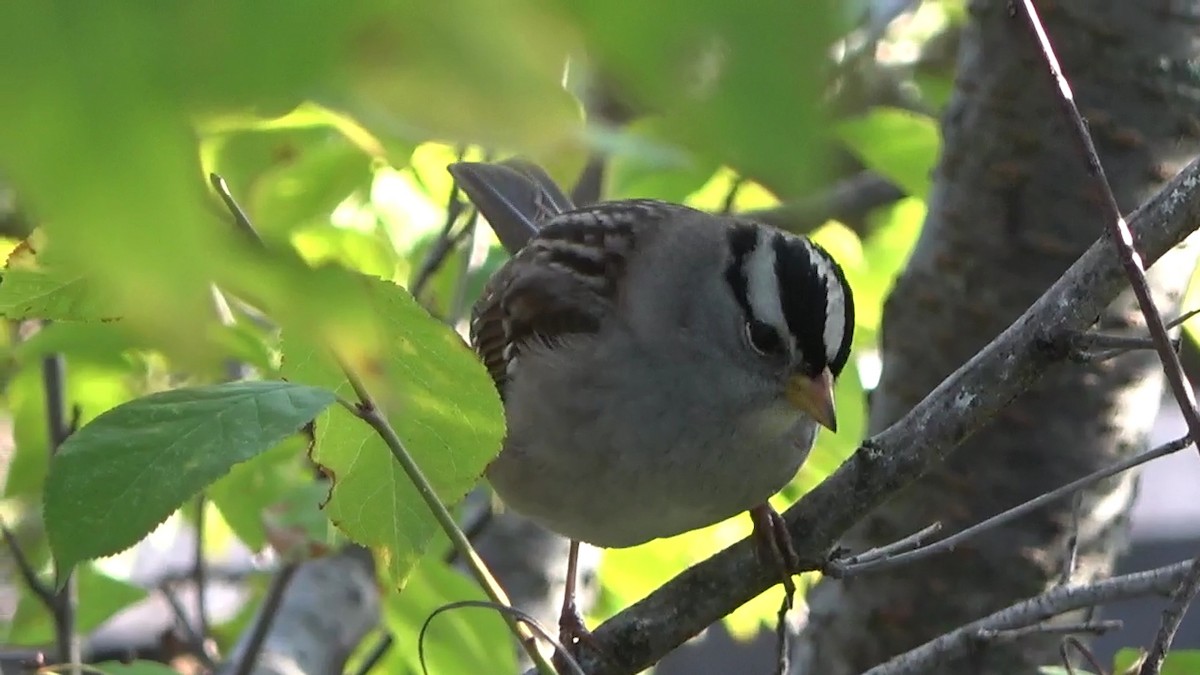 Porsuk Serçesi - ML646030033