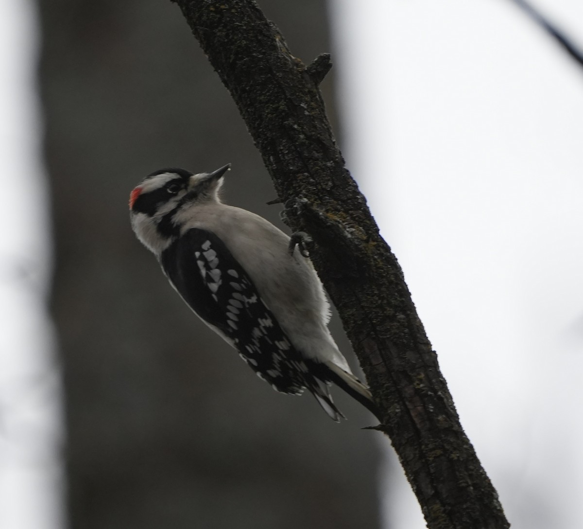 Downy Woodpecker - ML646030035