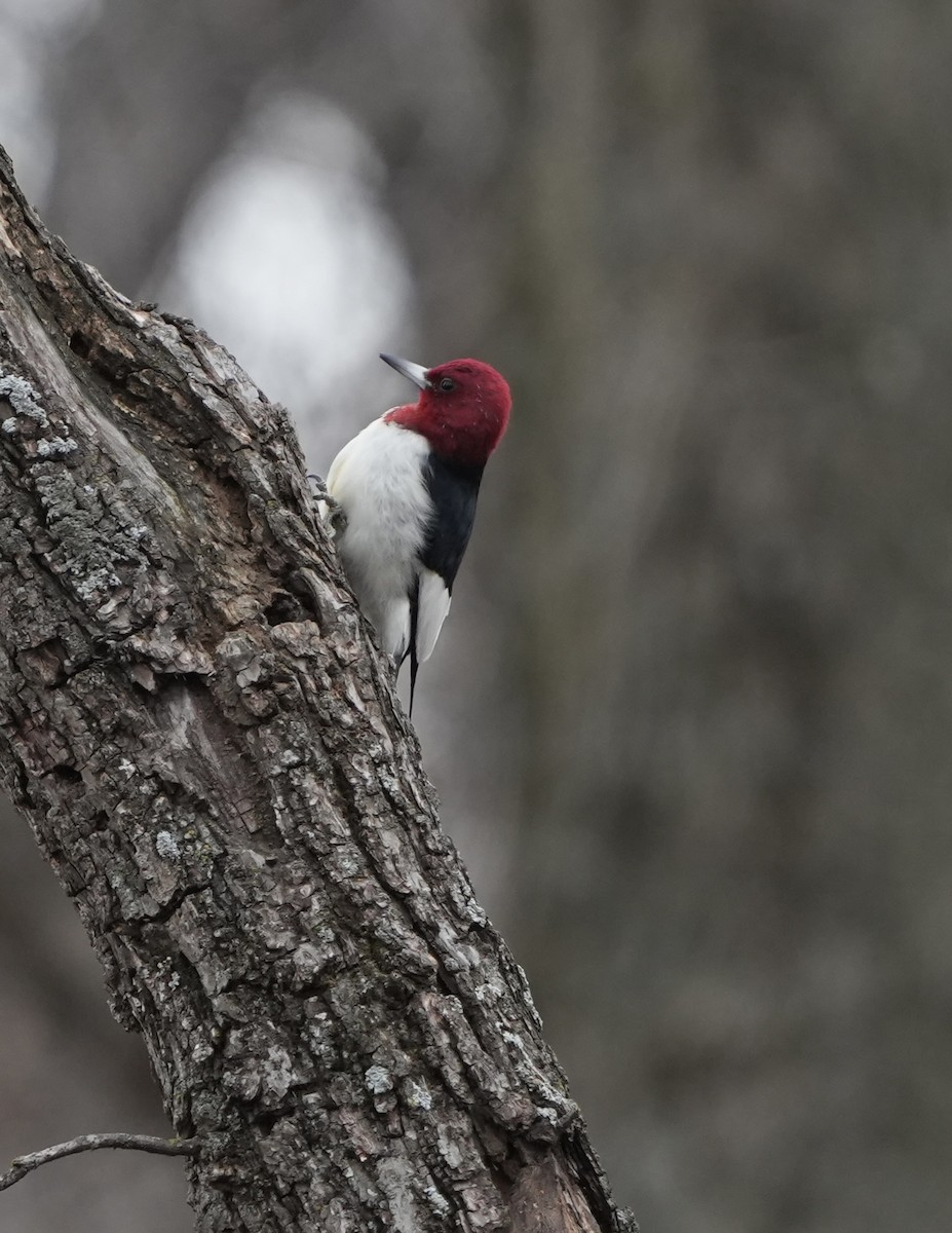 Red-headed Woodpecker - ML646030038
