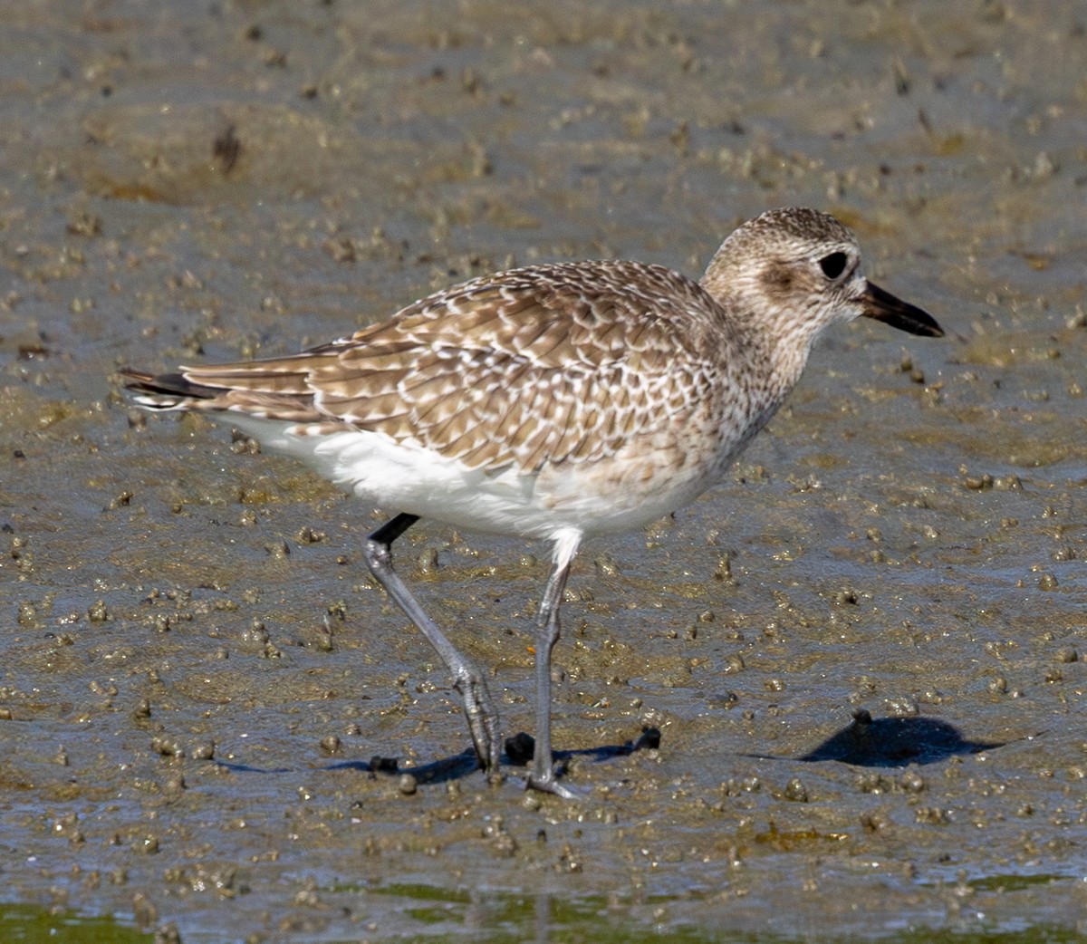 ダイゼン - ML646030039