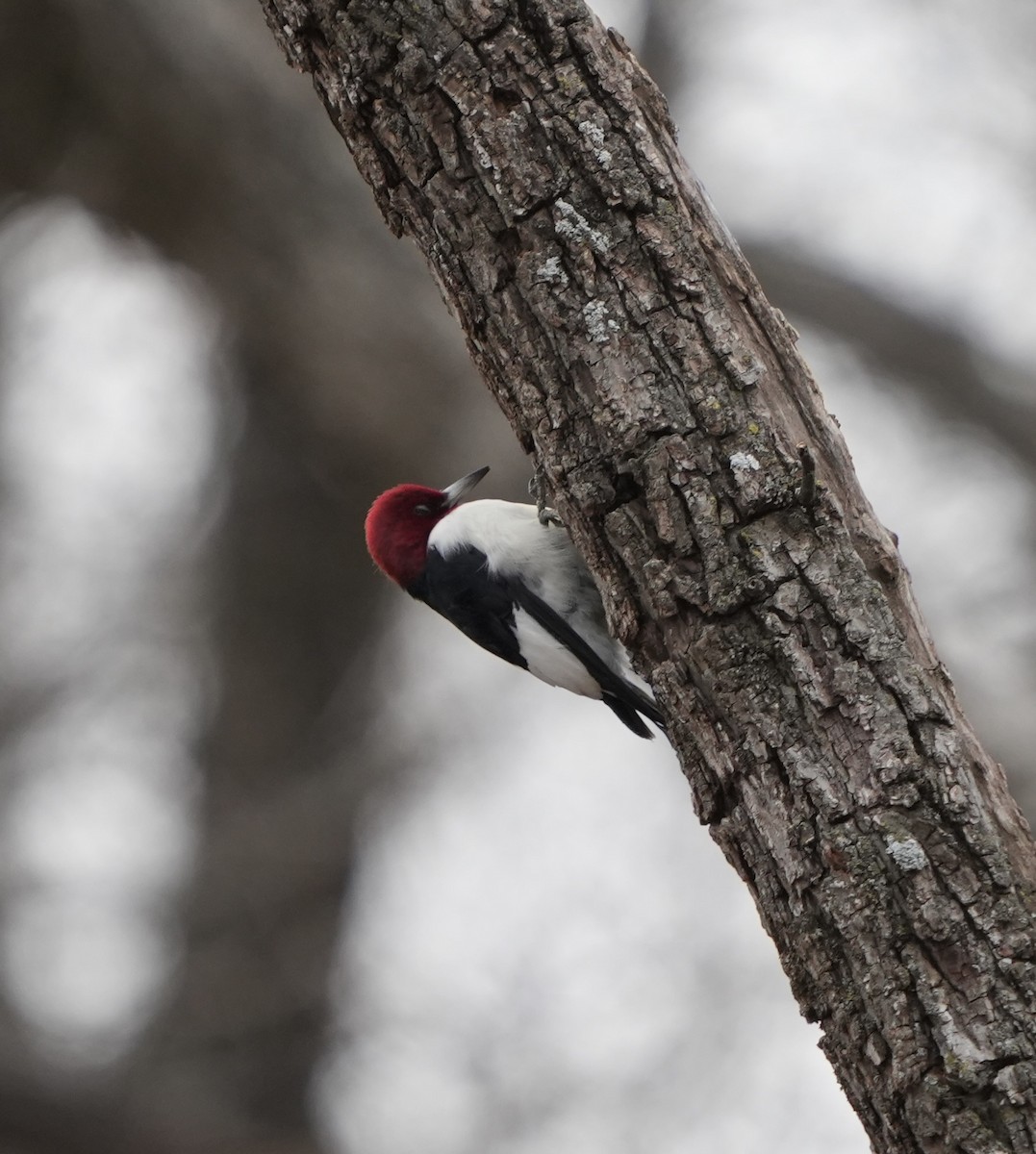 Red-headed Woodpecker - ML646030043