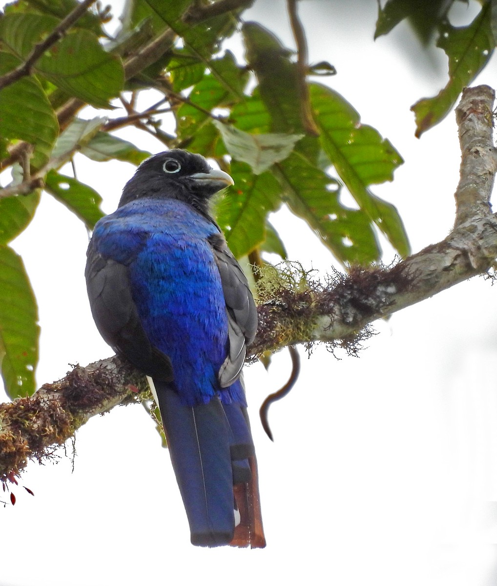 Green-backed Trogon - ML646030046