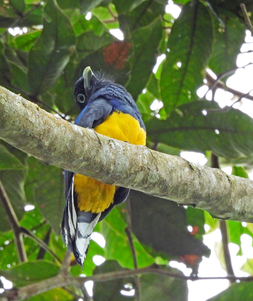 Green-backed Trogon - ML646030047