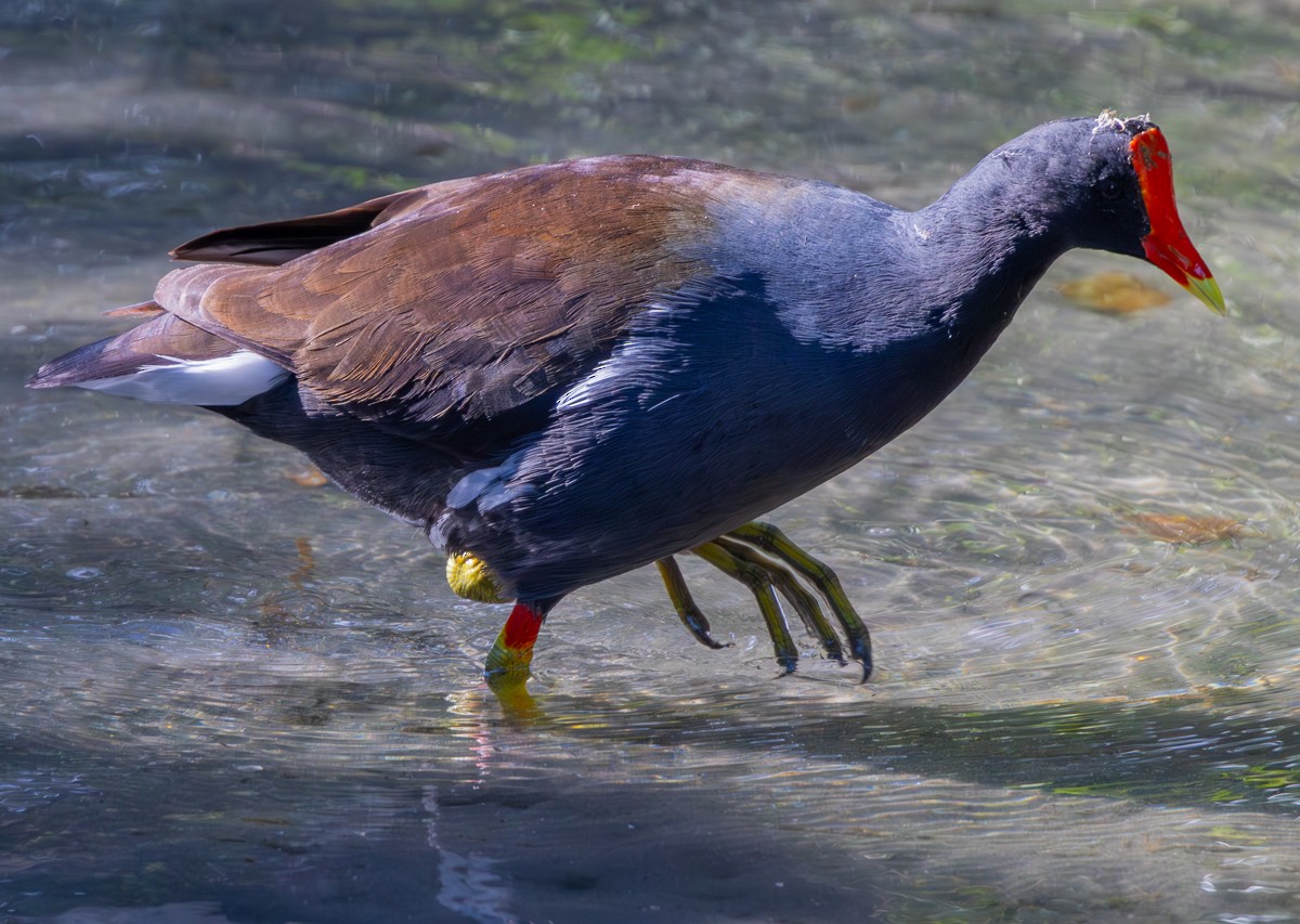 Common Gallinule - ML646030048