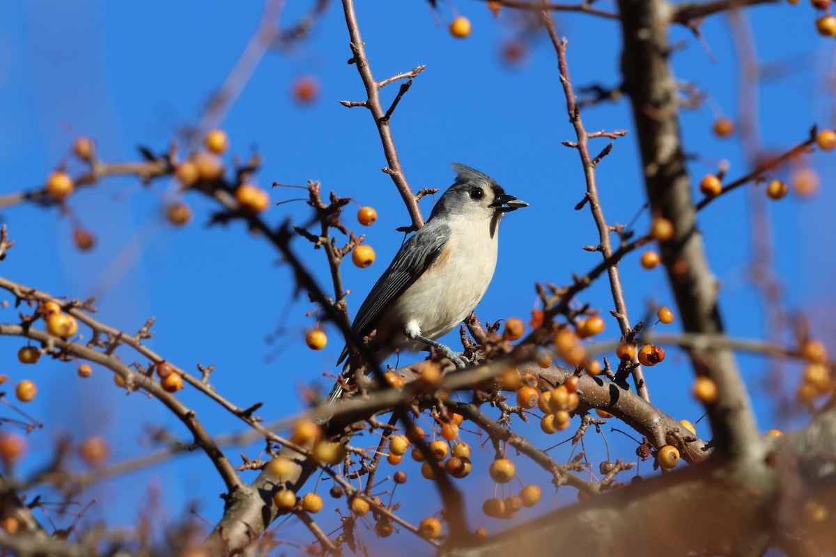 Tufted Titmouse - ML646030051