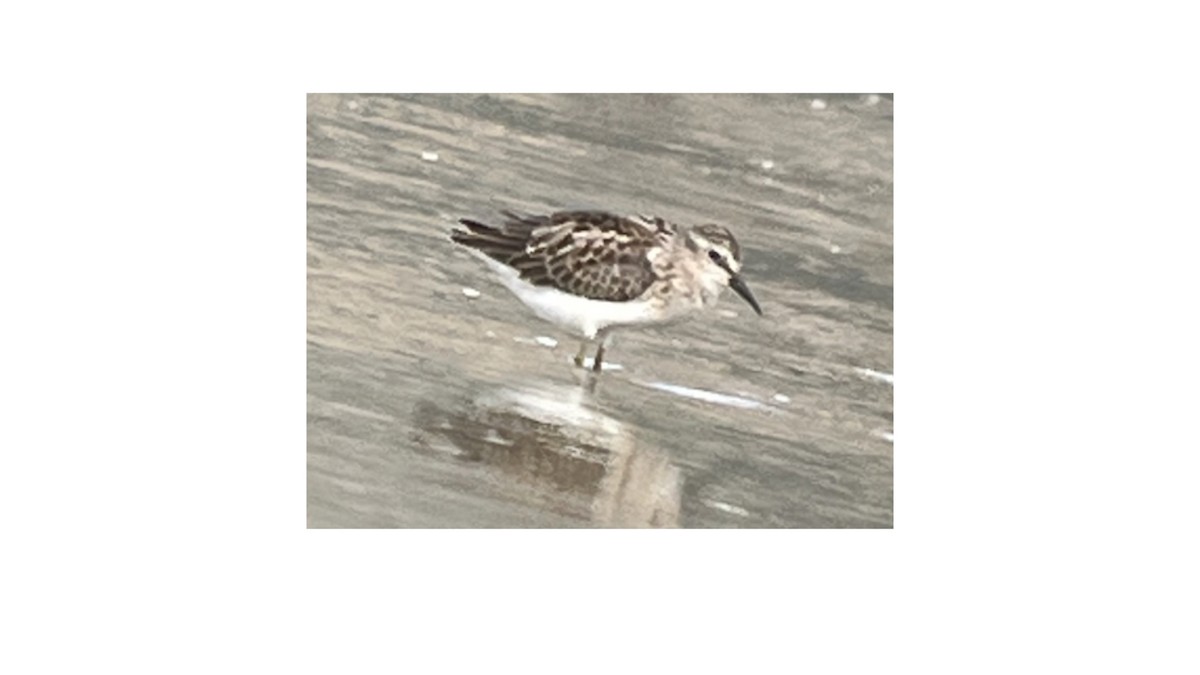 Gambecchio americano - ML646030059