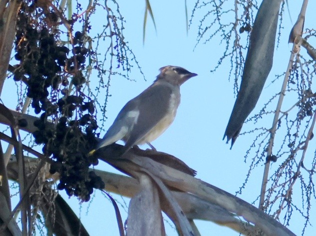 ציצנית אמריקנית - ML646030060