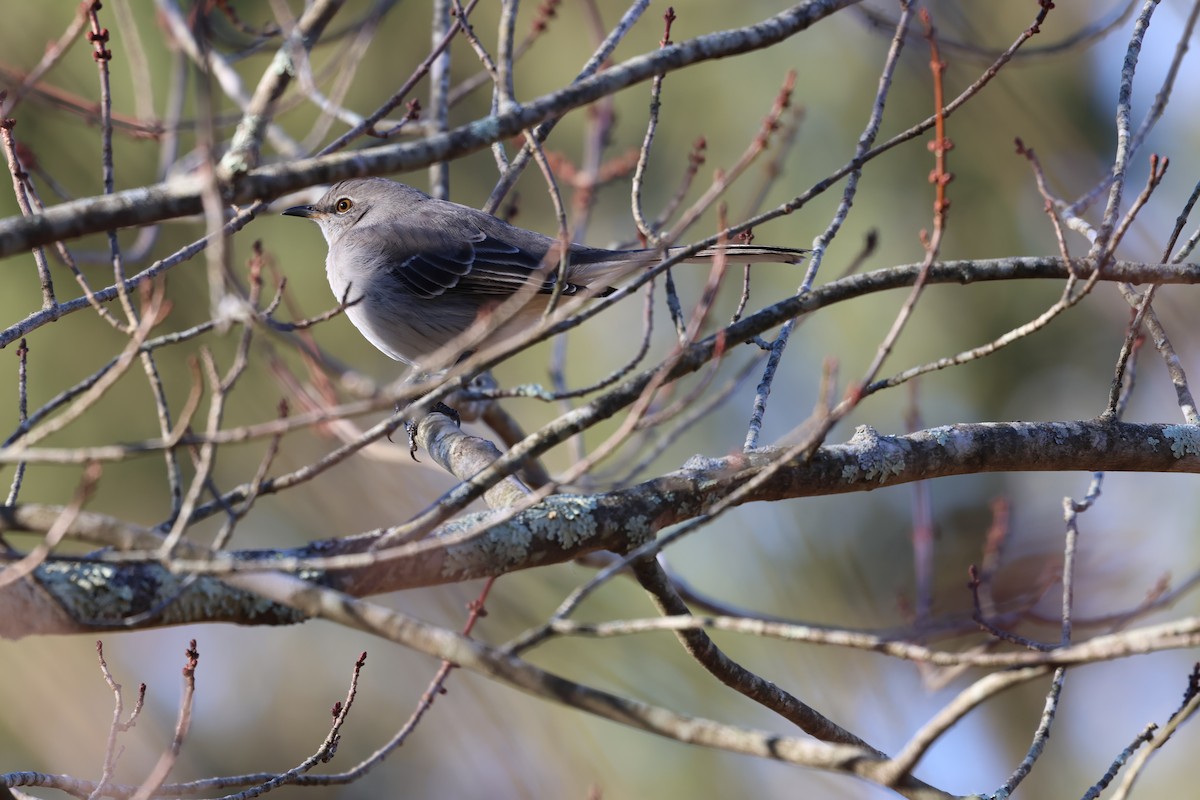 Sinsonte Norteño - ML646030082