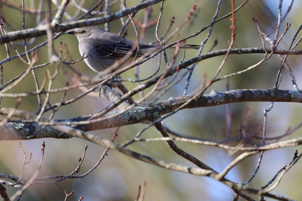 Sinsonte Norteño - ML646030096