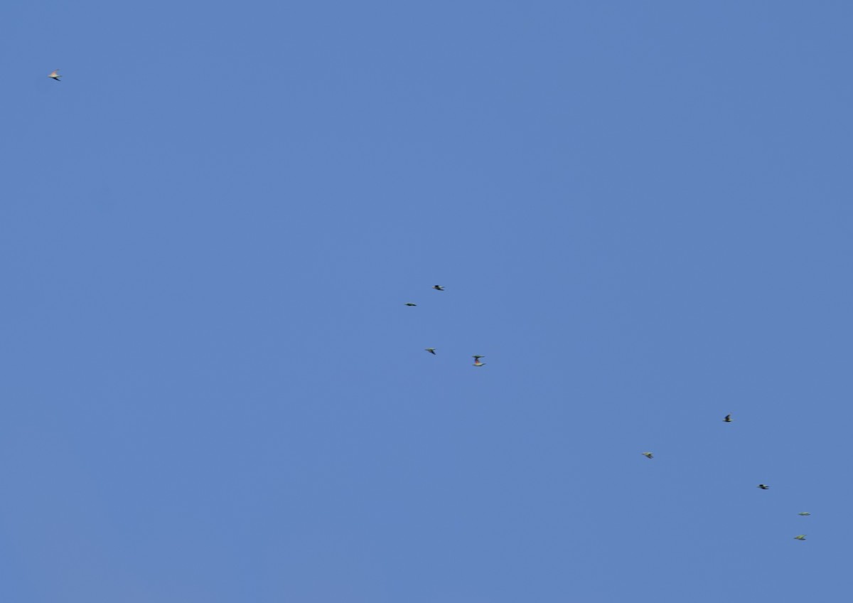 Purple-crowned Lorikeet - ML646030097