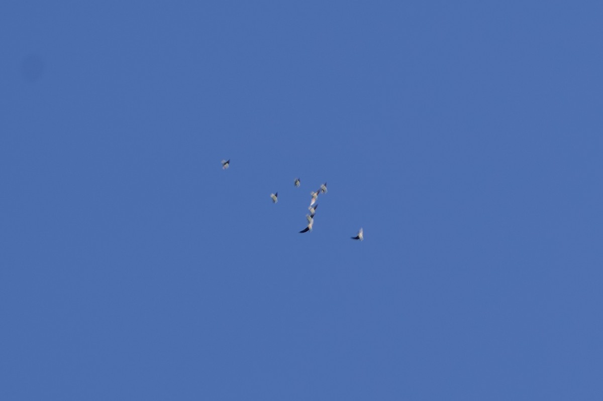 Purple-crowned Lorikeet - ML646030098