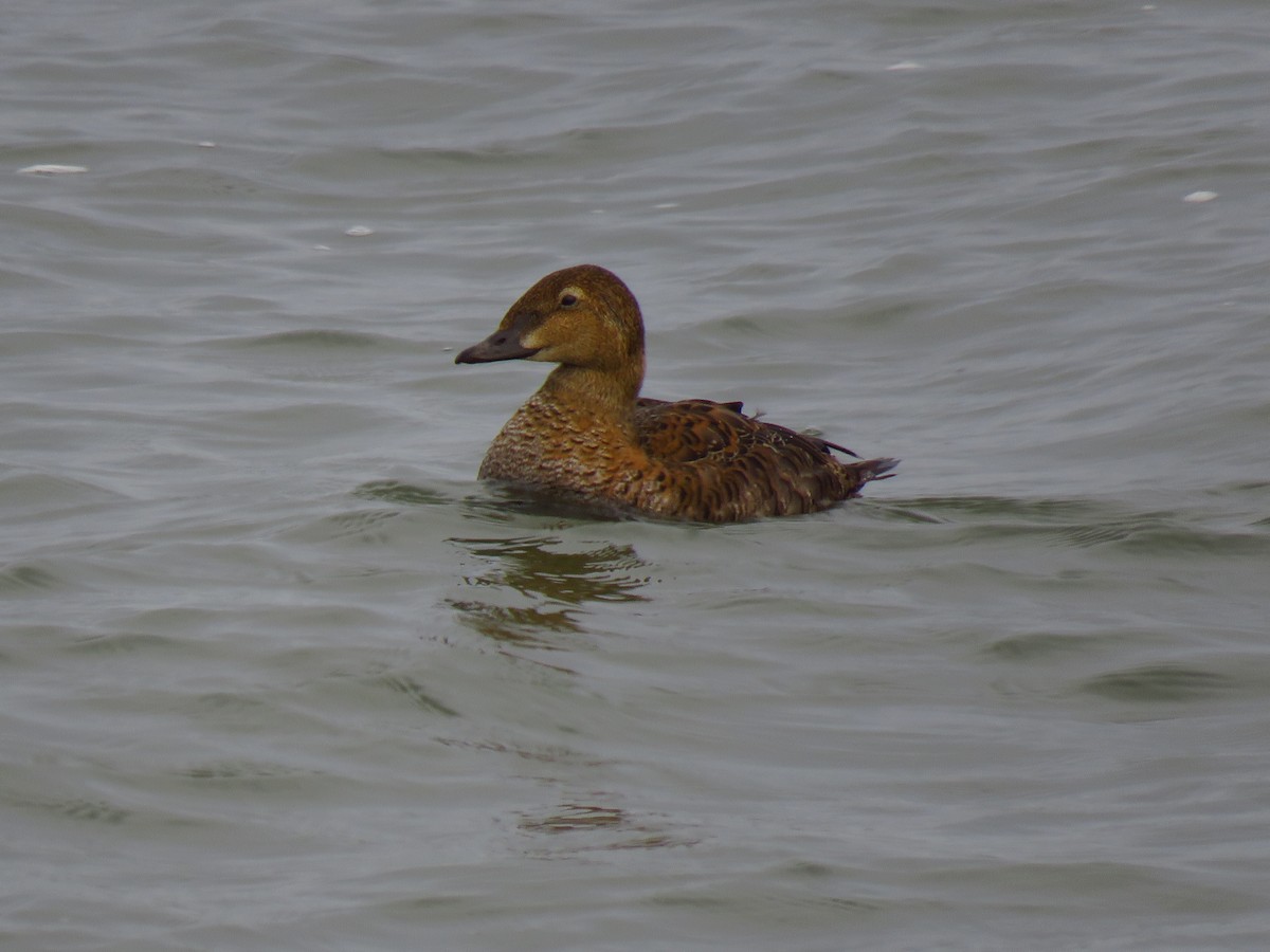 King Eider - ML646030102