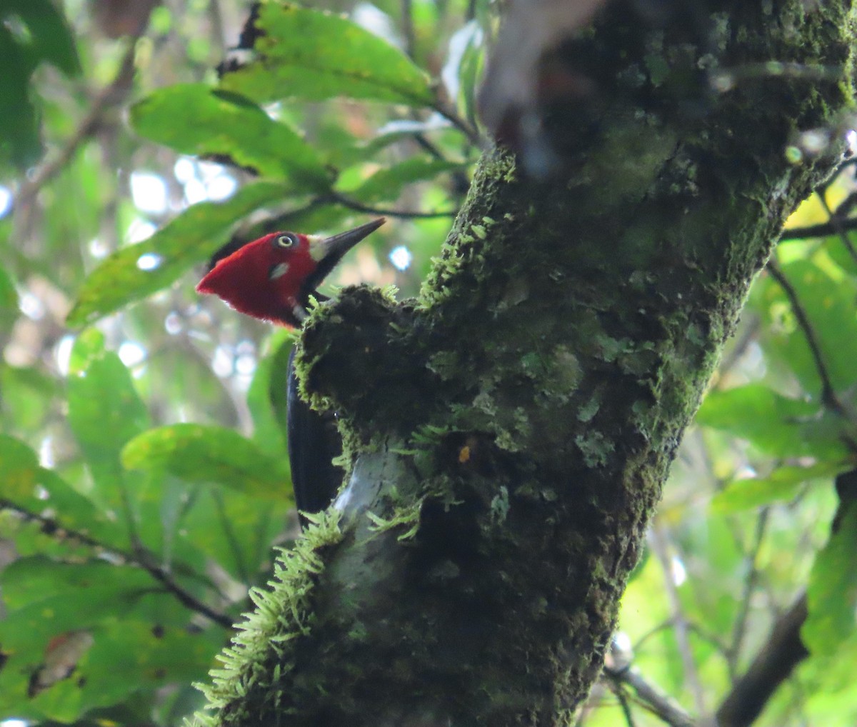 ハナジロエボシゲラ - ML646030105