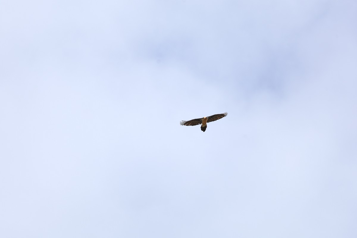 orlosup bradatý - ML646030106