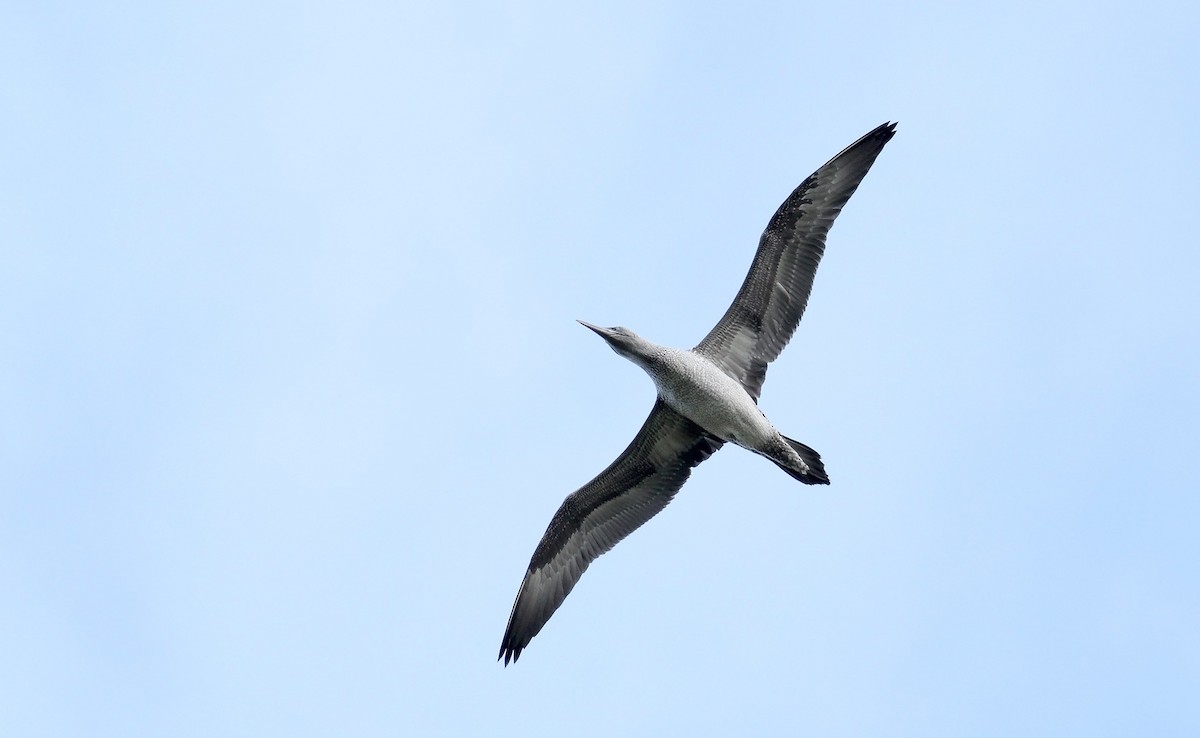 Northern Gannet - Adrien Mauss