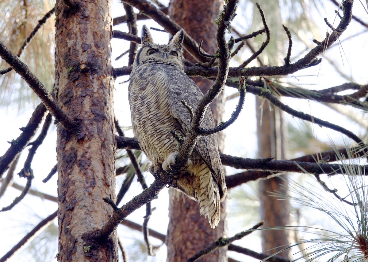 Great Horned Owl - ML646030116