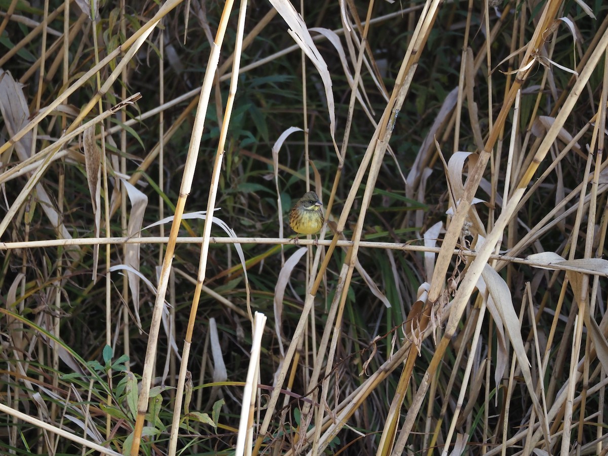 黃喉黑臉鵐 - ML646030117