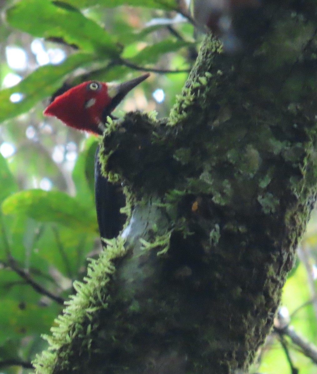 ハナジロエボシゲラ - ML646030118