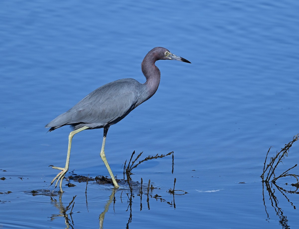 Little Blue Heron - ML646030129