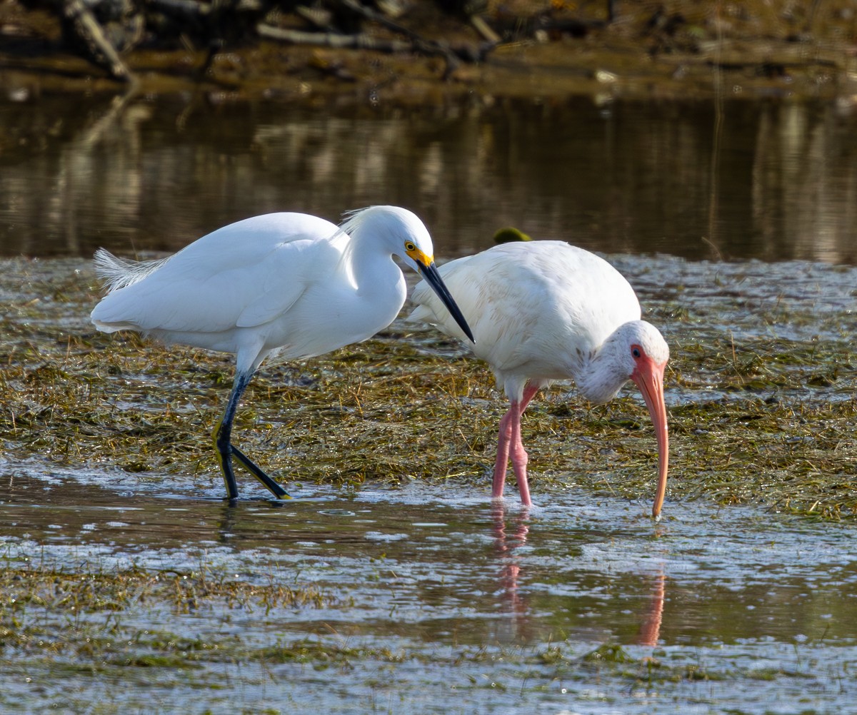 Ібіс білий - ML646030130