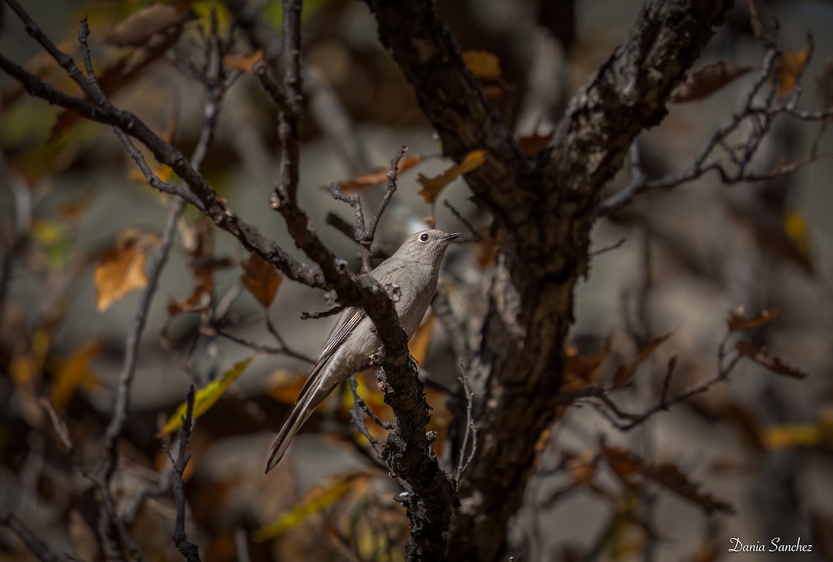 Townsend's Solitaire - ML646030131