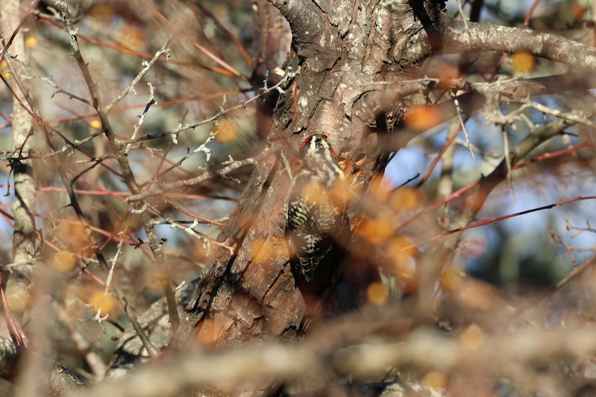 Дятел-смоктун жовточеревий - ML646030134