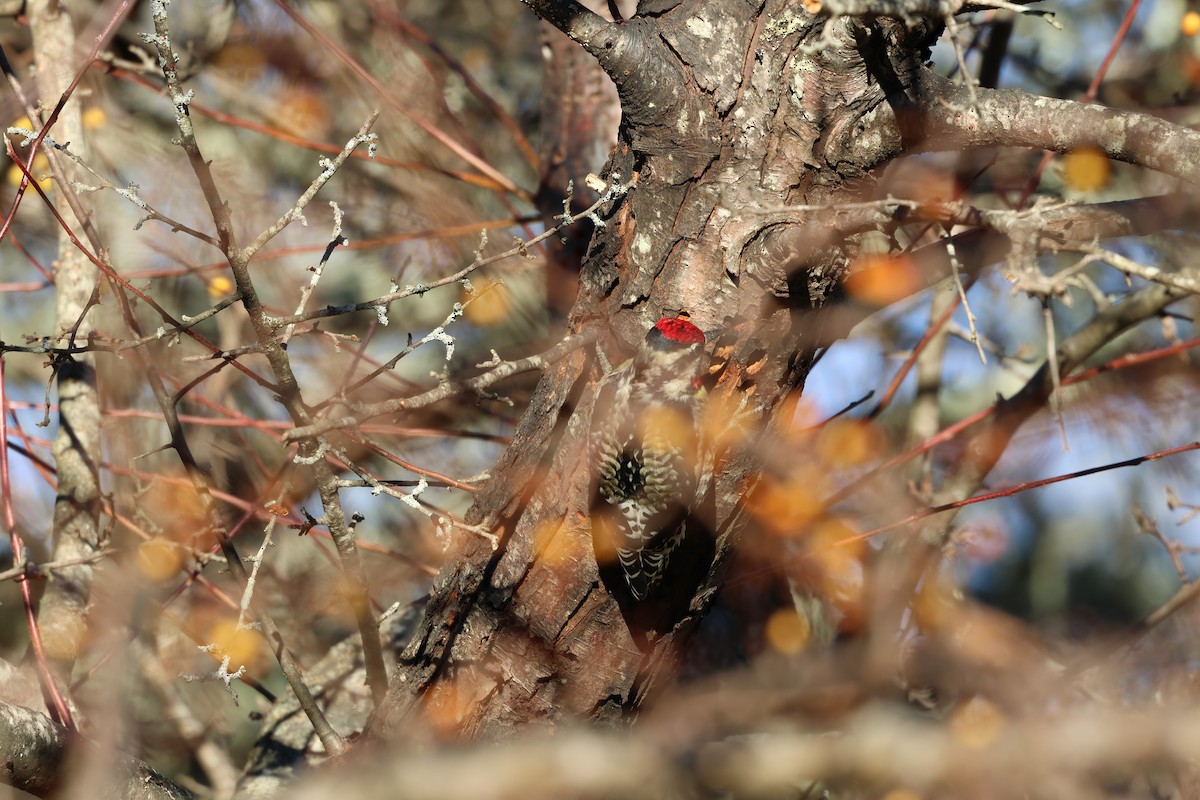 Дятел-смоктун жовточеревий - ML646030147