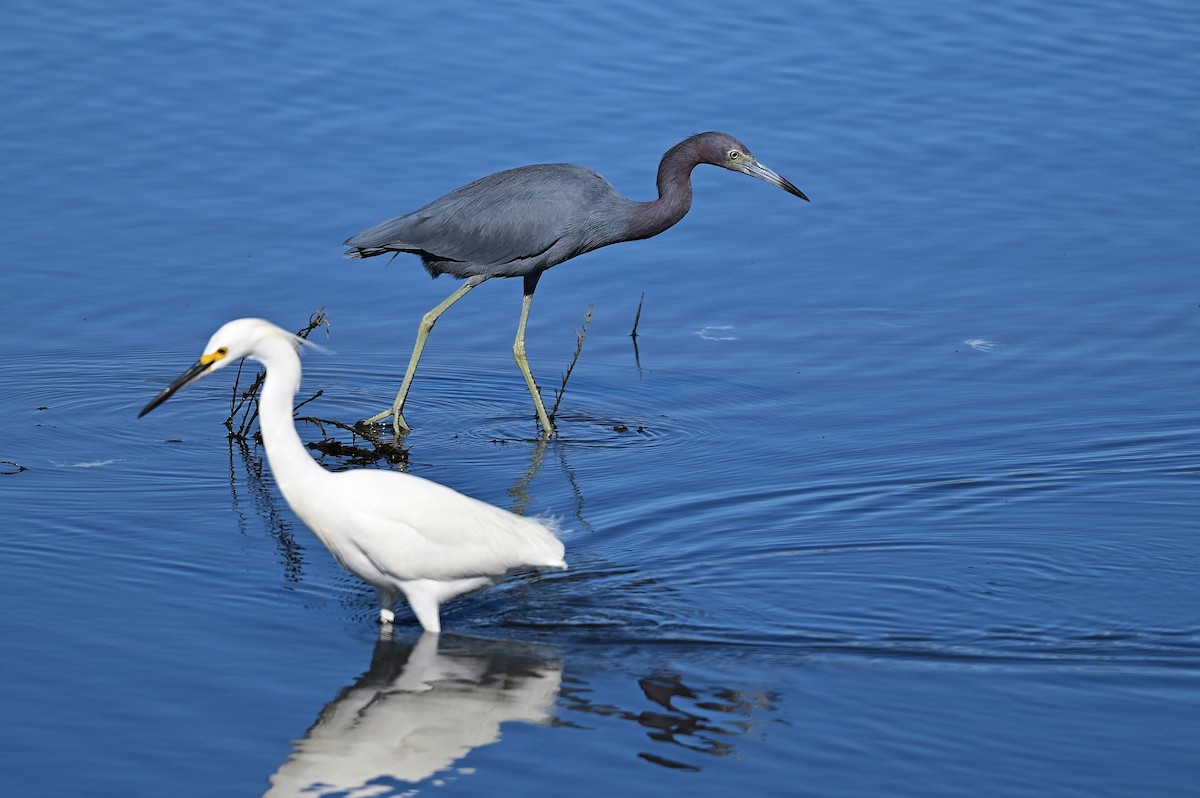 Little Blue Heron - ML646030150