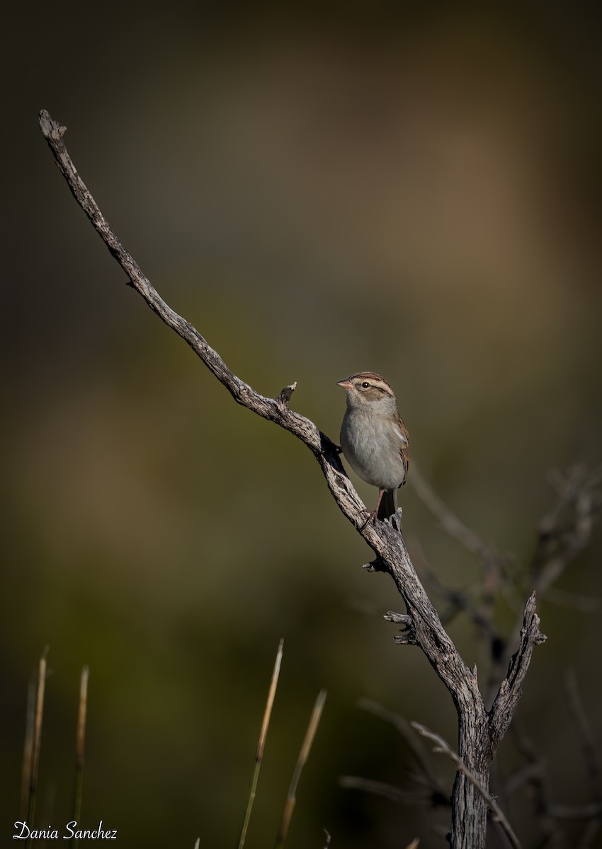 Карнатка білоброва - ML646030152