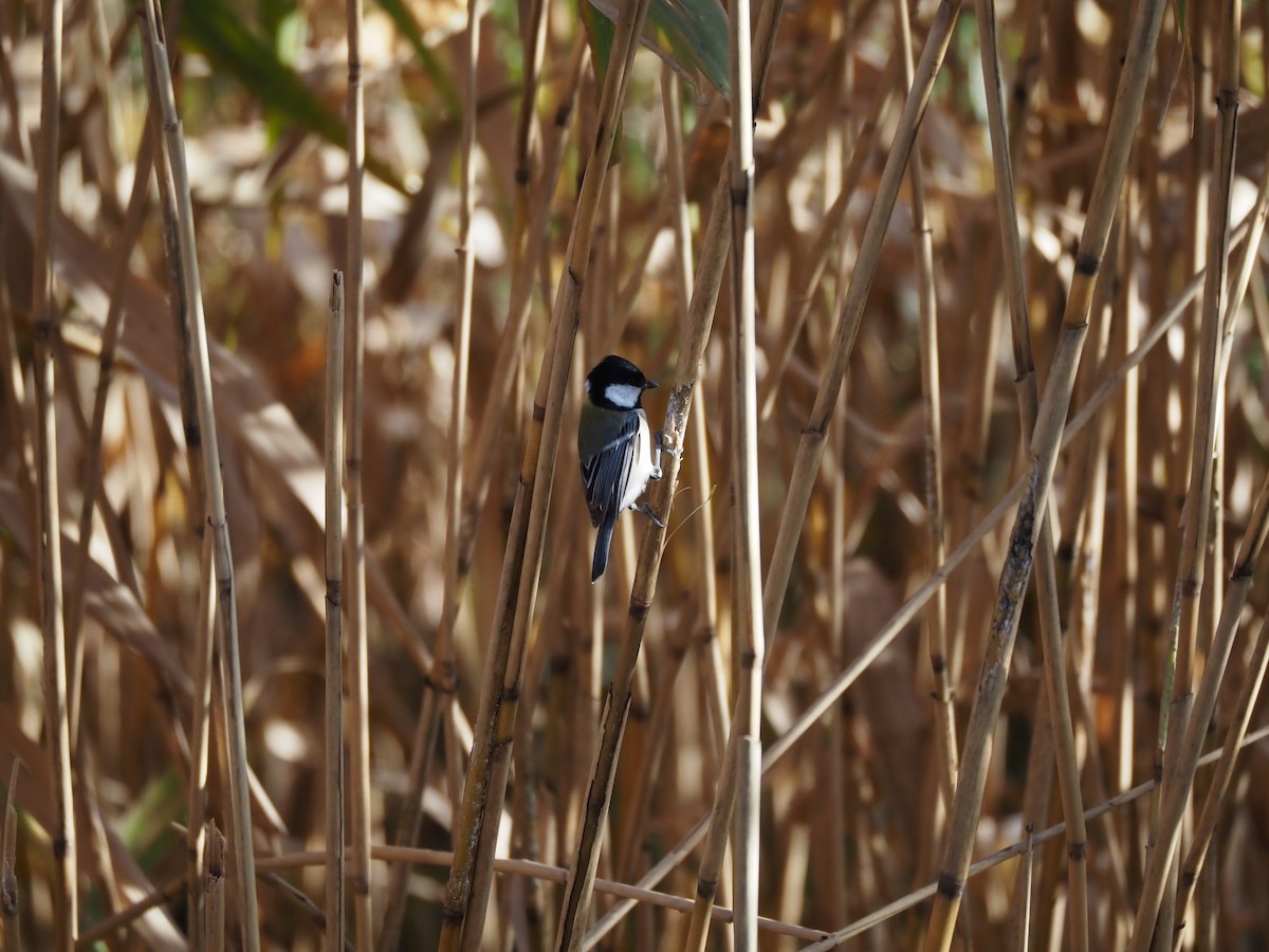 白頰山雀 - ML646030153
