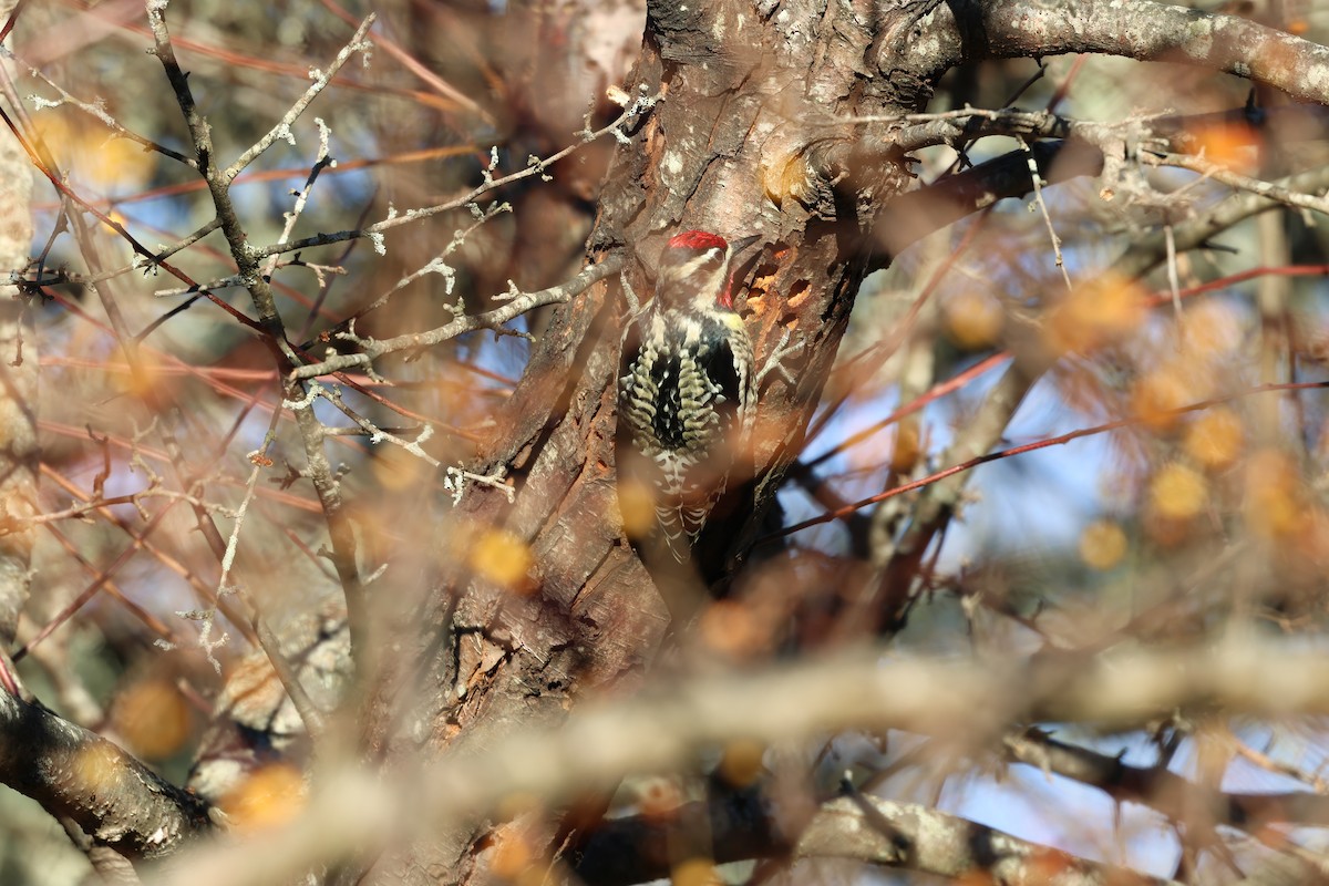 Дятел-смоктун жовточеревий - ML646030161