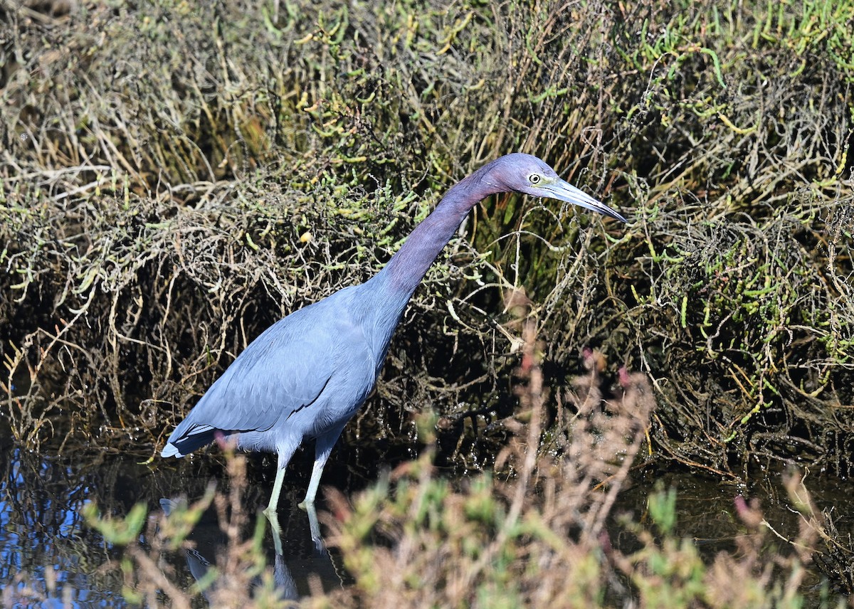 Little Blue Heron - ML646030164