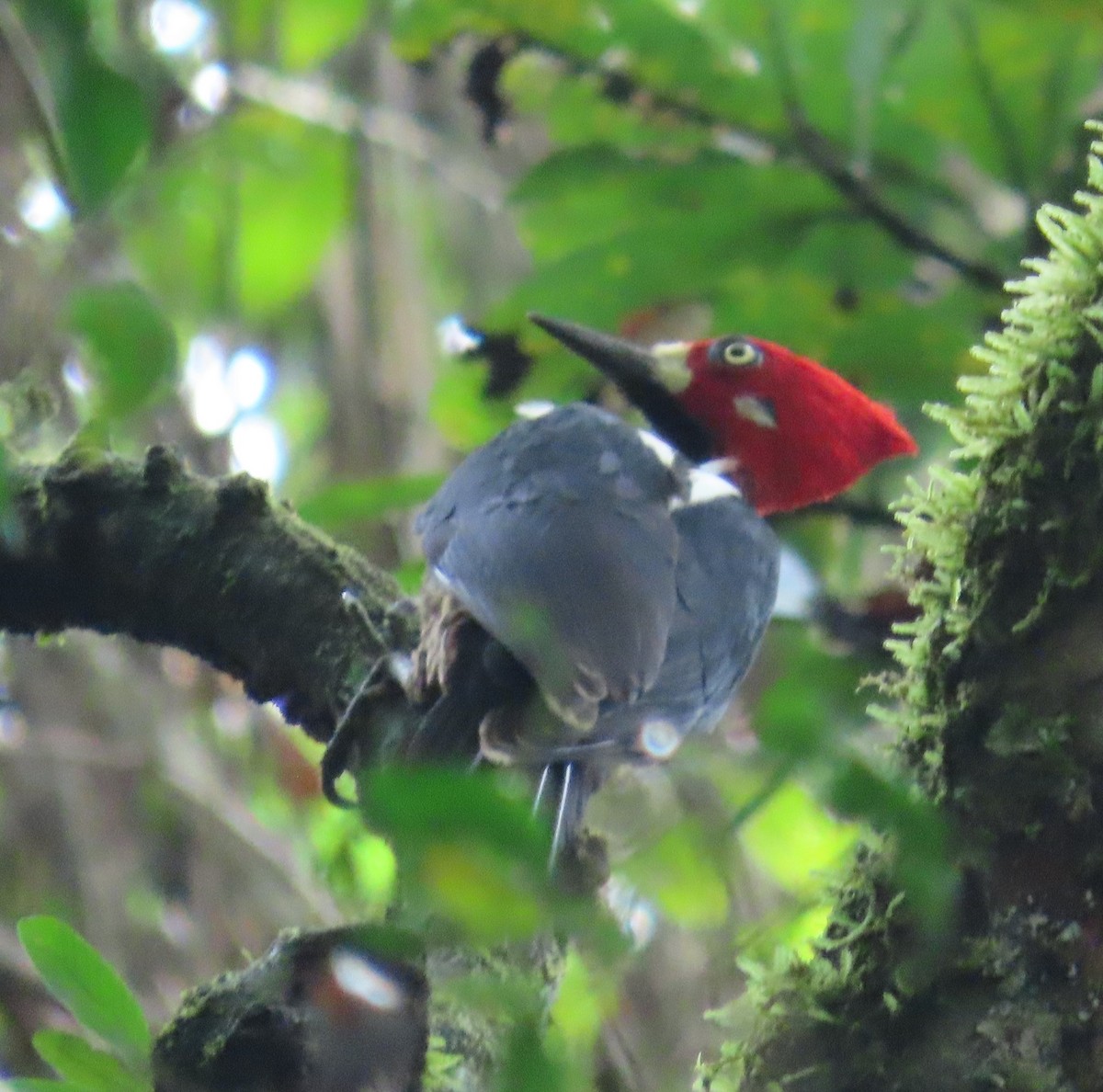 ハナジロエボシゲラ - ML646030167