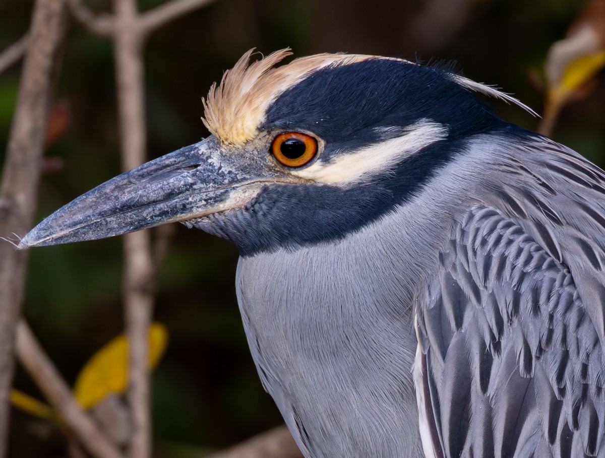 Квак чорногорлий - ML646030169