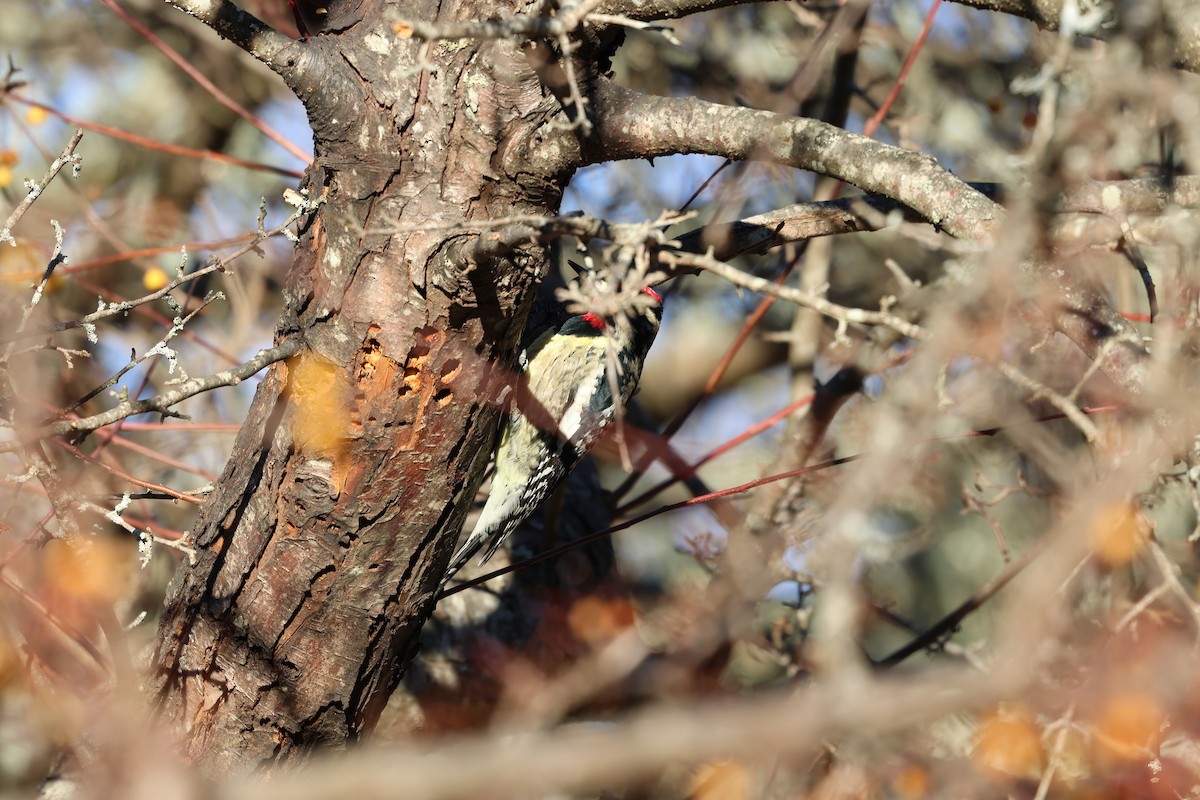 Дятел-смоктун жовточеревий - ML646030173