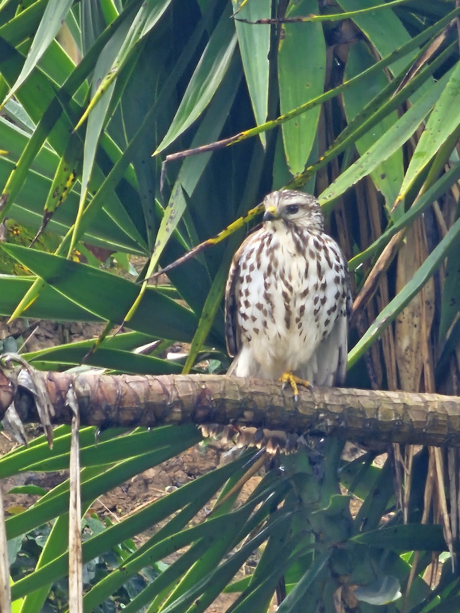 Broad-winged Hawk - ML646030183