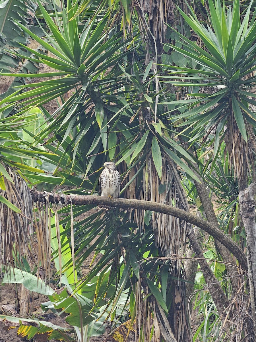 Broad-winged Hawk - ML646030184