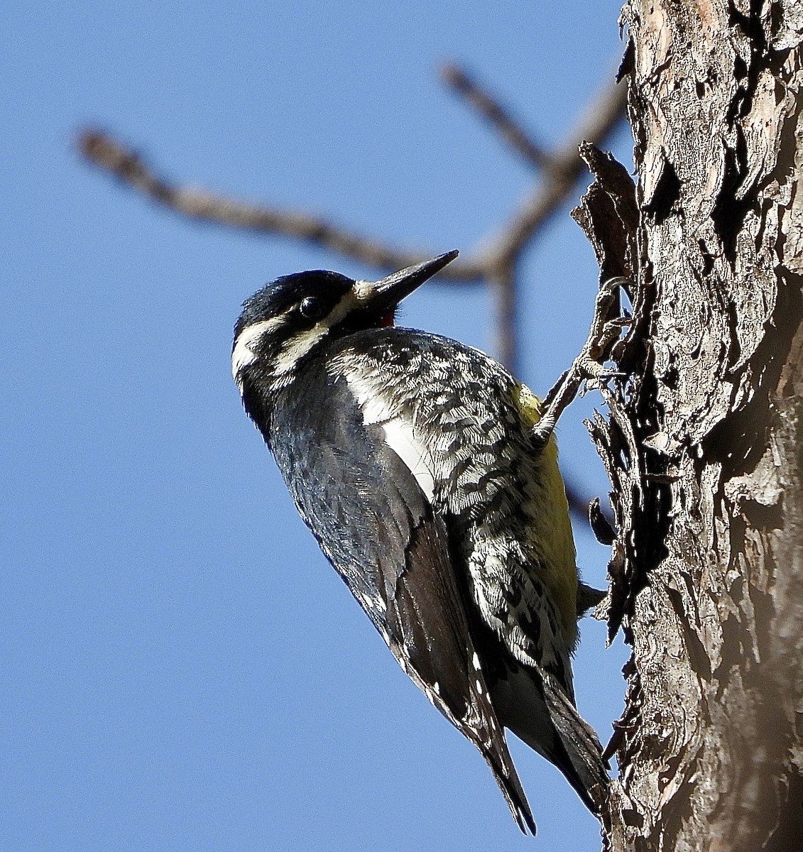 Williamson's Sapsucker - ML646030185