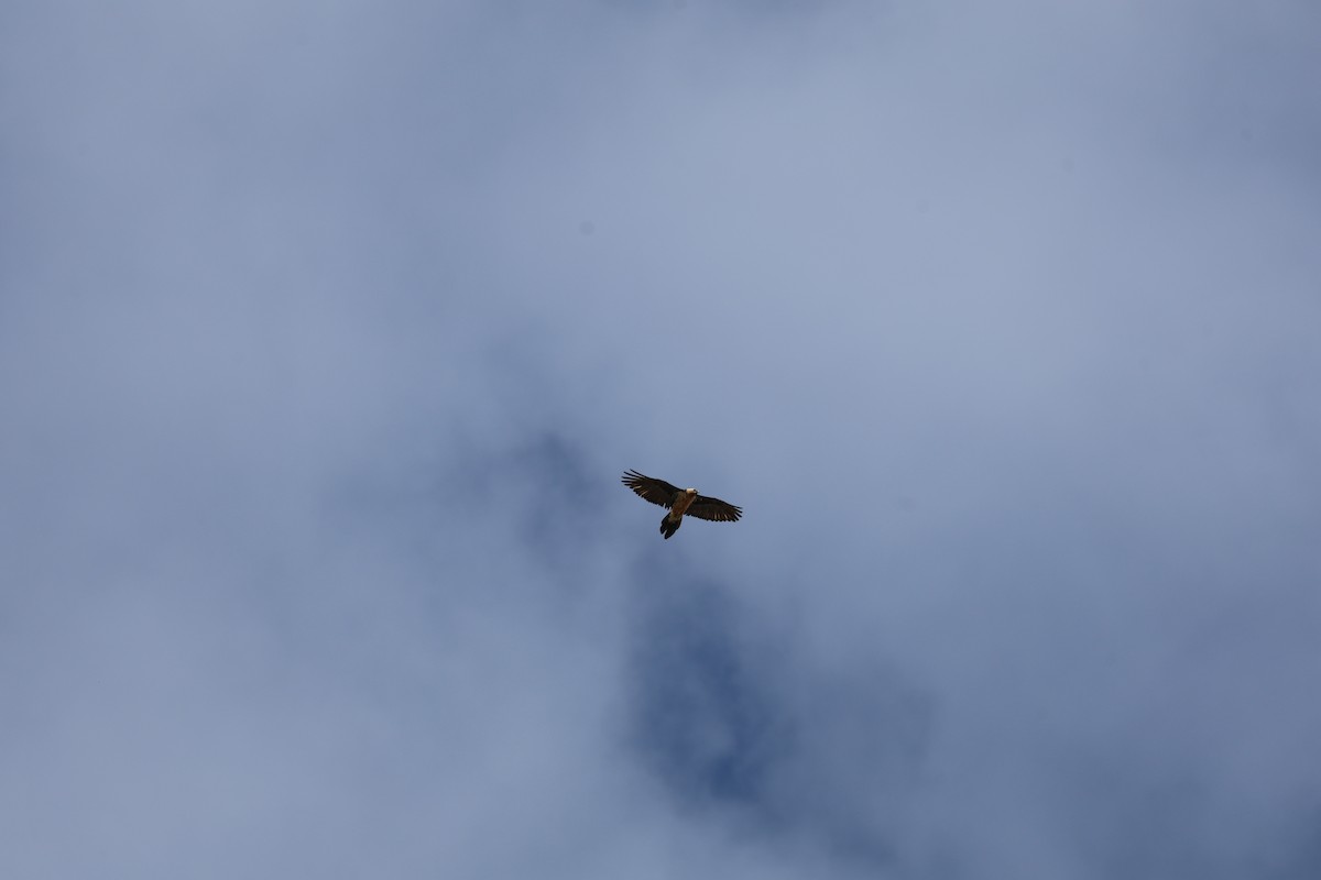 orlosup bradatý - ML646030186