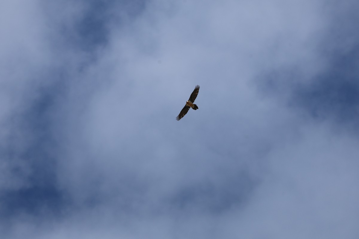 orlosup bradatý - ML646030187