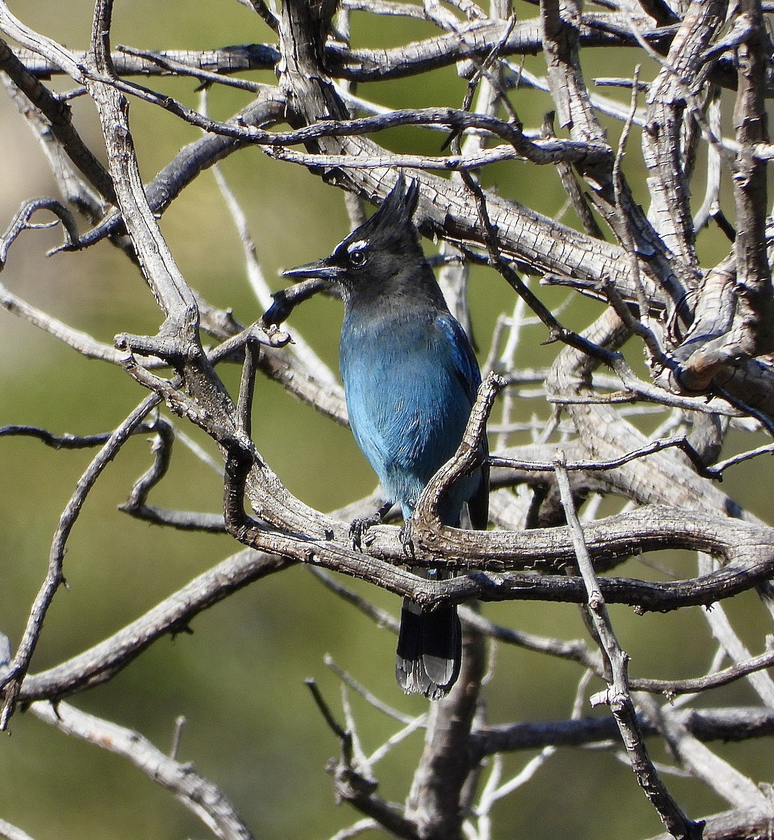 Steller's Jay - ML646030199